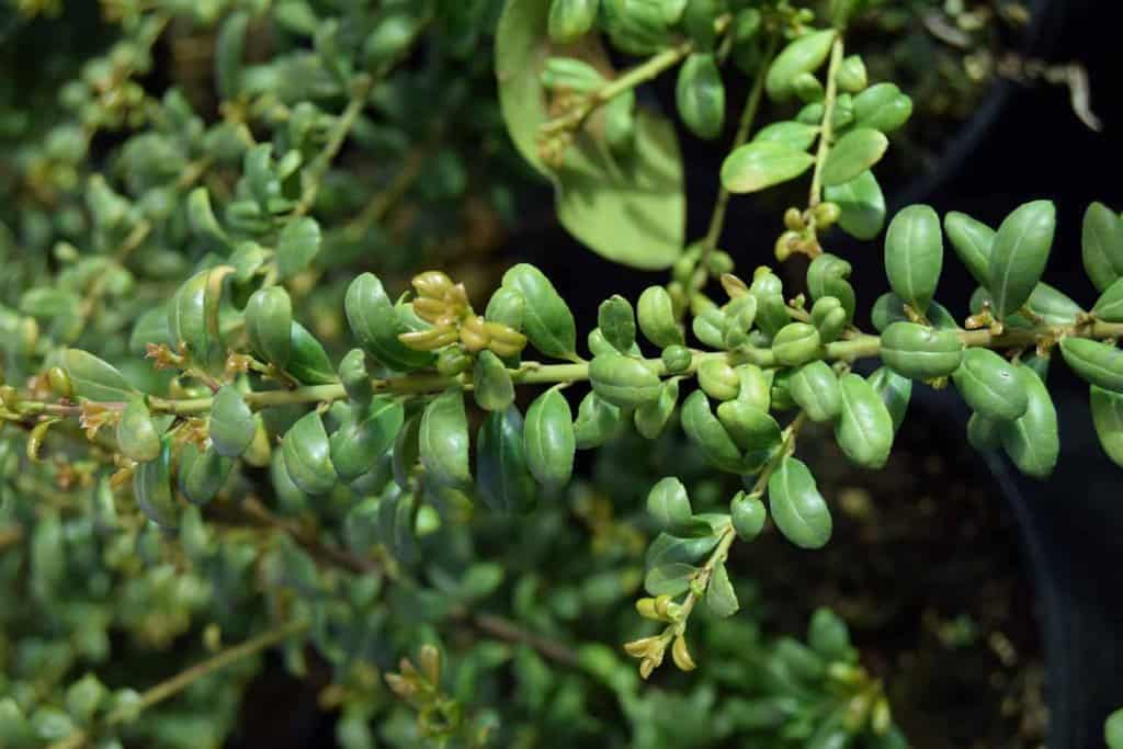 Ilex crenata 'Convexa' 20-30 cm